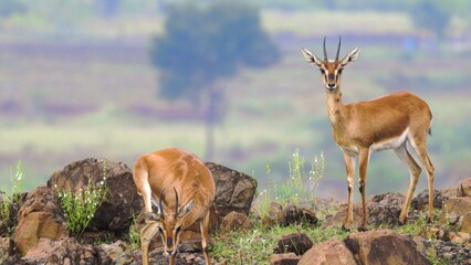 deer in the field