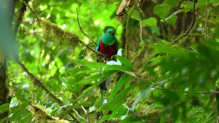 duck on the green grass