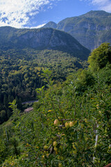 Veduta di una valle verde con un meleto e mele in primo piano