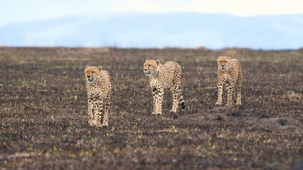 cheetah and cubs
