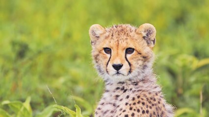 cheetah in the grass