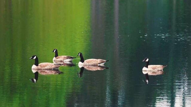 canada geese in the water
