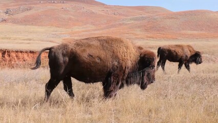 bison in yellowstone