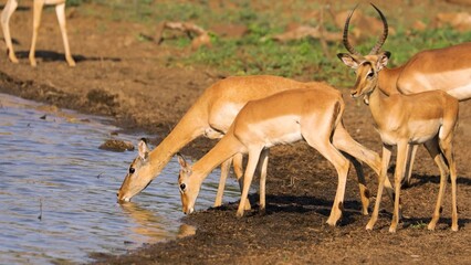 impala in the wild