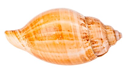 Obraz premium Close-up of a seashell