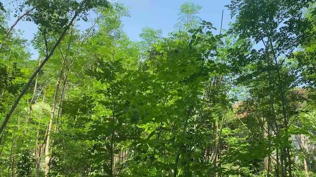 Moringa leaf garden, Moringa plants ready for harvest on the farm