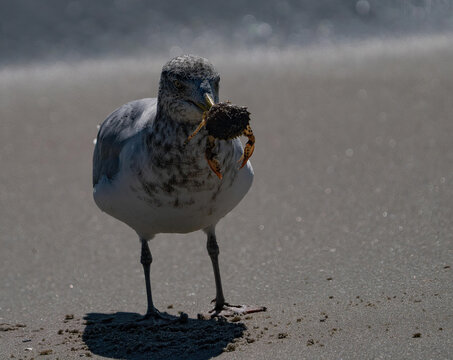 View of a seagull standing on the sandy shore clutching a crab in its beak, a scene of nature's raw beauty unfolding, Cape May, New Jersey, United States.