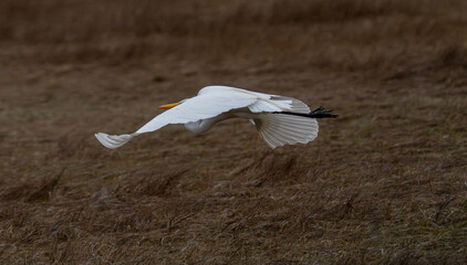 View of a great egret gracefully soars low over the dry, golden-brown grasses, its white feathers a sharp contrast against the muted landscape, Cape May, New Jersey, United States.