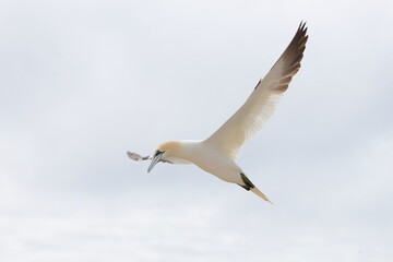 flying gannet