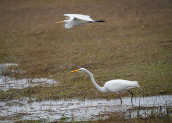 View of two elegant great egrets, one in flight and one wading through shallow marshy water, on a cloudy day in early spring, Cape May, New Jersey, United States.