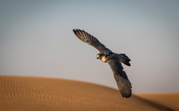 View of a Peregrine Falcon with wings spread soaring above undulating golden dunes under a tranquil sky, Cape May, New Jersey, United States.