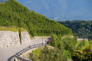 Strada di montagna con meleti