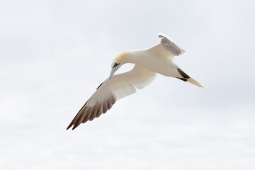 flying gannet