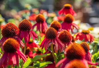 Red coneflowers blooming in vibrant summer garden.