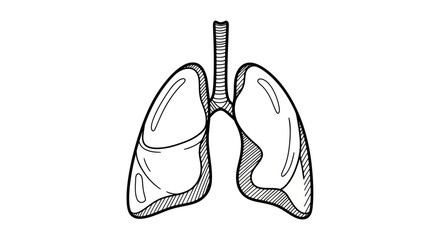 Anatomical Illustration of Human Lungs with Trachea.