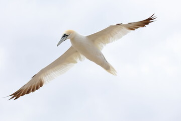 Fototapeta premium flying gannet
