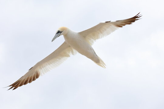 flying gannet