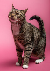 Cat Playing on a Pink Background