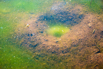 Field of tall golden reeds swaying in breeze.