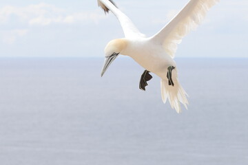 flying gannet