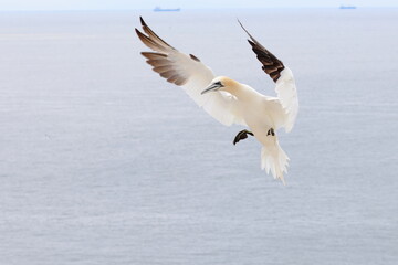 flying gannet