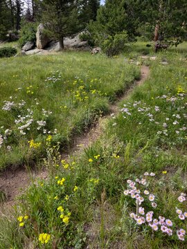 Field of wildflowers in a mountain meadow on the historic Lion Gulch Trail, Colorado.