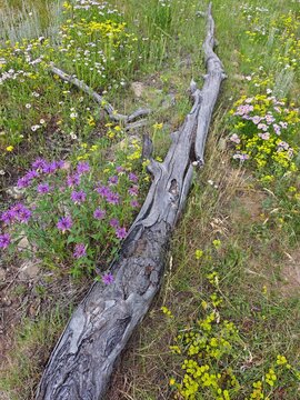Field of wildflowers in a mountain meadow on the historic Lion Gulch Trail, Colorado.
