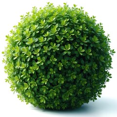 Perfectly rounded green bush with lush leaves isolated on a clean white background. This healthy plant offers a fresh organic element for nature or design projects.
