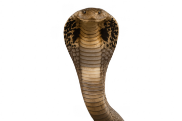 Cobra snake with hood spread on transparent background