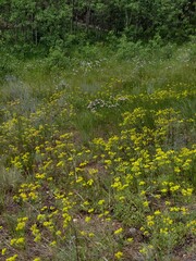 Field of wildflowers in a mountain meadow on the historic Lion Gulch Trail, Colorado.
