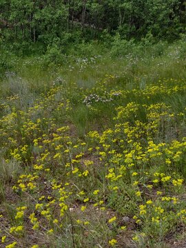 Field of wildflowers in a mountain meadow on the historic Lion Gulch Trail, Colorado.