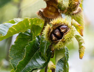 A spiny chestnut husk splitting open to allow chestnuts to fall to the ground