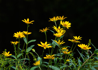 A group of yellow false sunflowers, Heliopsis helianthoides, with goldenrod buds on  a  dark background