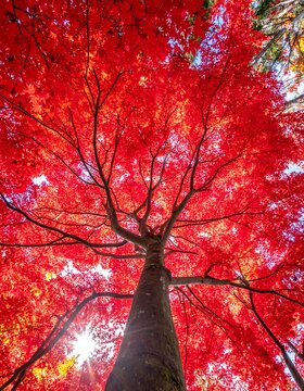 Autumn canopy vibrant red