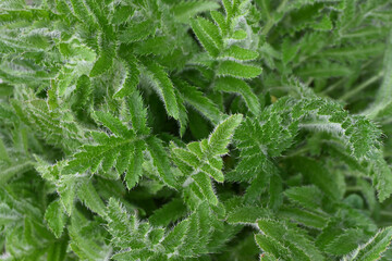 Green Textured Plant Leaf Detail Close Up Outdoor Nature