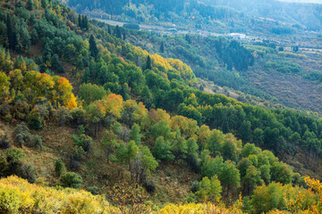 autumn forest in the mountains