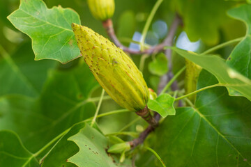 Tulip lyriodendron with fruits