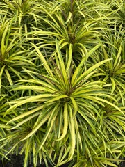 Fototapeta premium Vibrant yellow and green foliage of a tropical plant create a dense, textured background. Ideal for gardening, nature, or tropical design concepts.