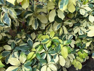 Beautiful variegated Schefflera leaves in shades of creamy yellow and dark green. A perfect background for interior, home decor, and plant care themes.