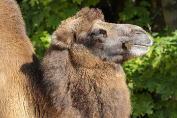 portrait of a camel on a sunny day