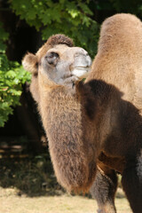 portrait of a camel on a sunny day