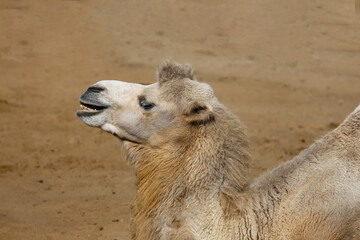 portrait of a camel on a sunny day