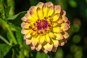 yellow dahlia in a wonderful garden in South Germany