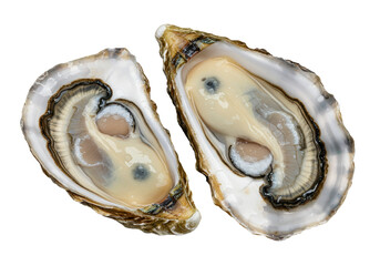 Two fresh oysters opened isolated on a pure background, raw seafood delicacy for gourmet dining © Lily