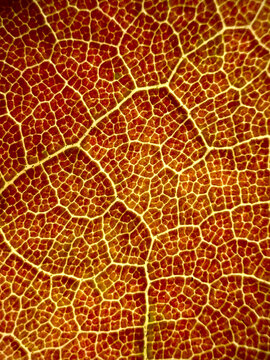 Macro Close-Up of Leaf 