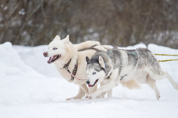 Huskies running fast in the snow in a sled