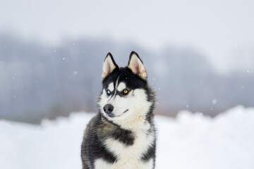 Husky in winter looks attentively to the side