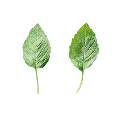 Obraz premium Two fresh green mint leaves isolated on a black background top view studio shot