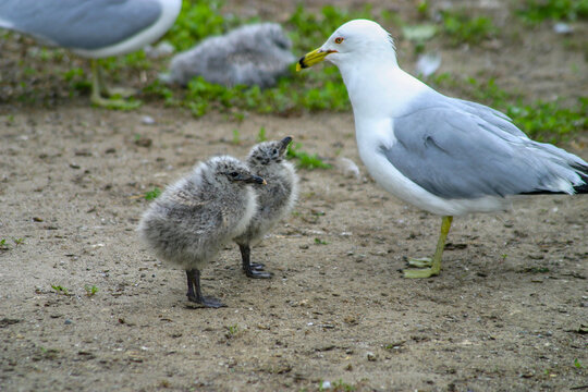seagull and 2 babies