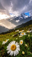 Mountain meadow wildflowers at sunrise